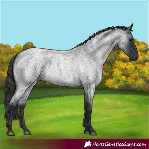 Horse Color:Blue Roan