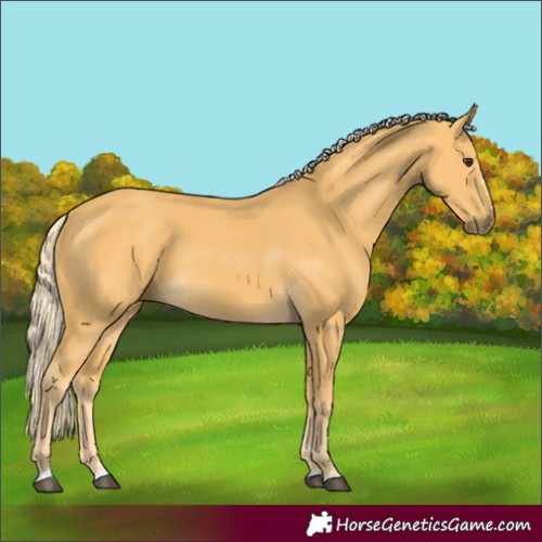 Horse Color:Palomino