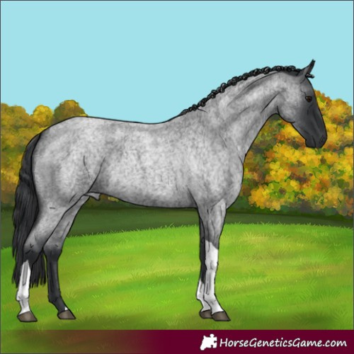Horse Color:Blue Roan Tobiano 