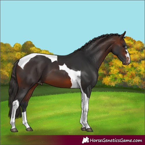Horse Color:Brown Tobiano Varnish
