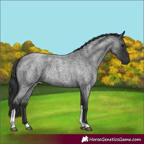 Horse Color:Blue Roan Tobiano Rabicano 