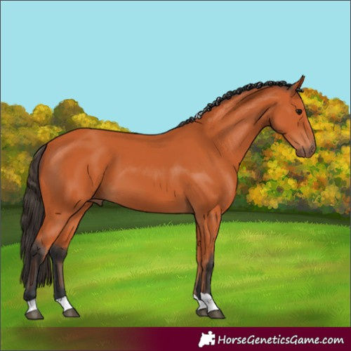 Horse Color:Bay Tobiano