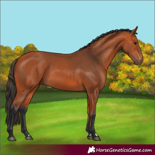 Horse Color:Bay 