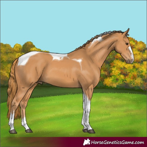 Horse Color:Chestnut Tobiano 