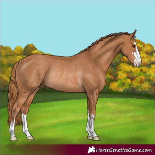 Horse Color:Chestnut Rabicano 