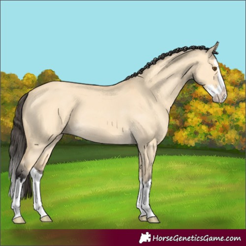 Horse Color:Buckskin Dun Splash