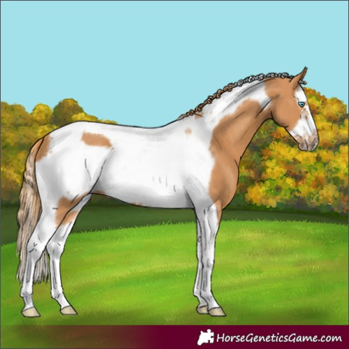 Horse Color:Chestnut Splash Tobiano Frame