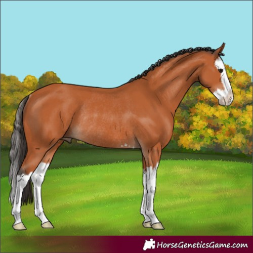 Horse Color:Bay Splash Rabicano 