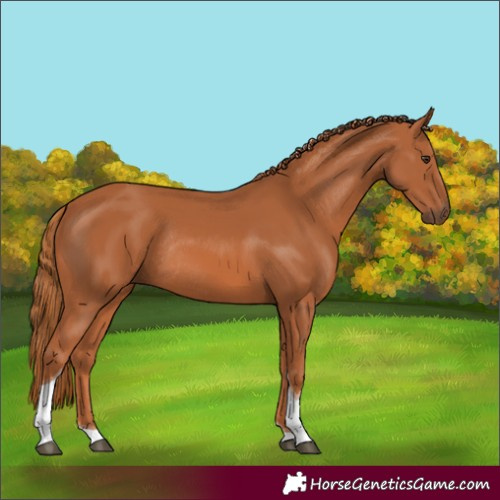 Horse Color:Chestnut Tobiano Rabicano
