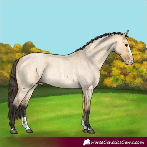 Horse Color:Buckskin Roan Dun Sabino Splash Rabicano 