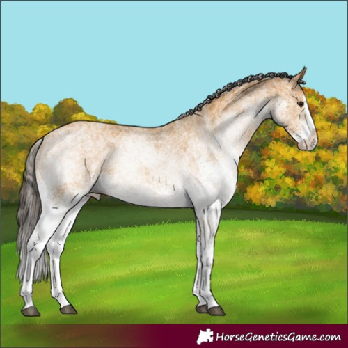 Horse Color:White Spotted Buckskin Splash 