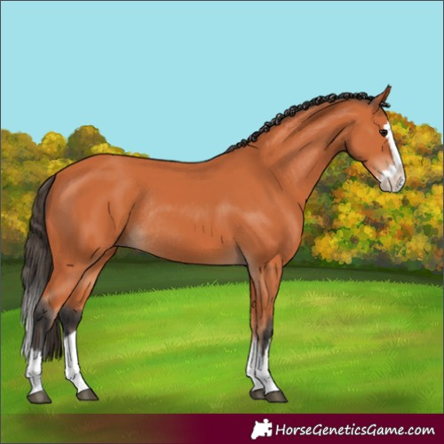Horse Color:Bay Splash Rabicano 
