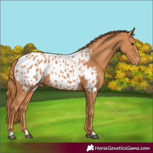 Horse Color:Chestnut Blanket Rabicano 