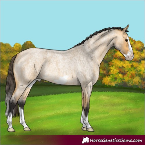 Horse Color:Buckskin Roan Splash Frame 
