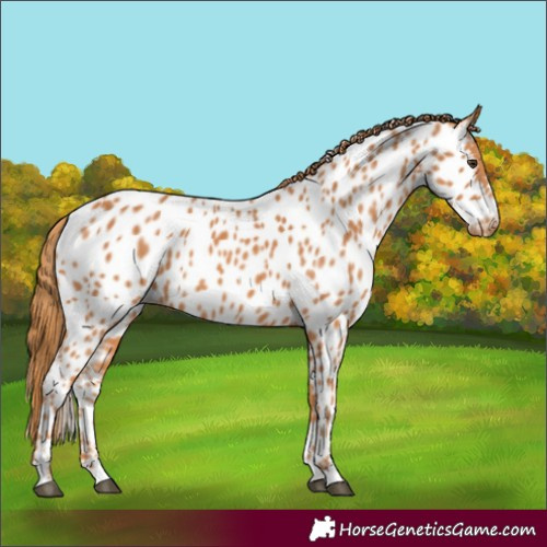 Horse Color:Chestnut Near Leopard 