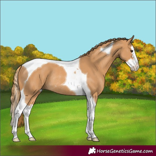 Horse Color:Chestnut Splash Tobiano Rabicano 