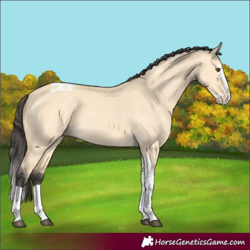 Horse Color:Buckskin Dun Splash Tobiano 