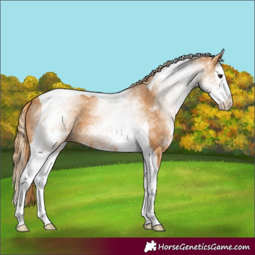 Horse Color:White Spotted Chestnut Splash Tobiano 