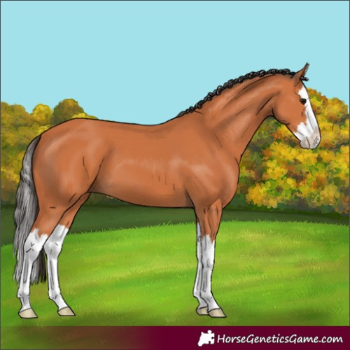 Horse Color:Bay Splash