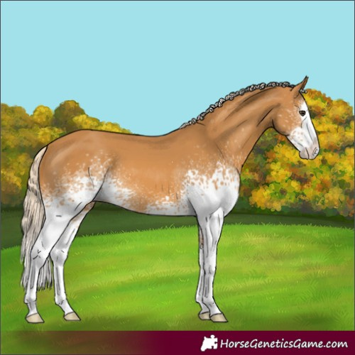 Horse Color:White Spotted Palomino Splash