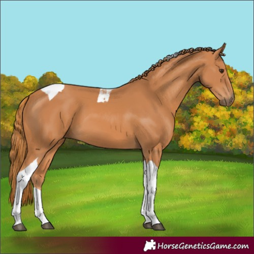 Horse Color:Chestnut Tobiano