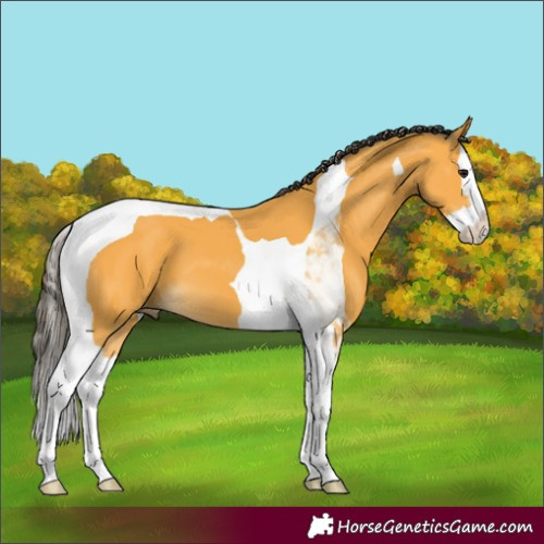 Horse Color:Buckskin Splash Tobiano 