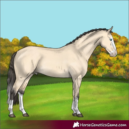 Horse Color:Buckskin Dun Splash 