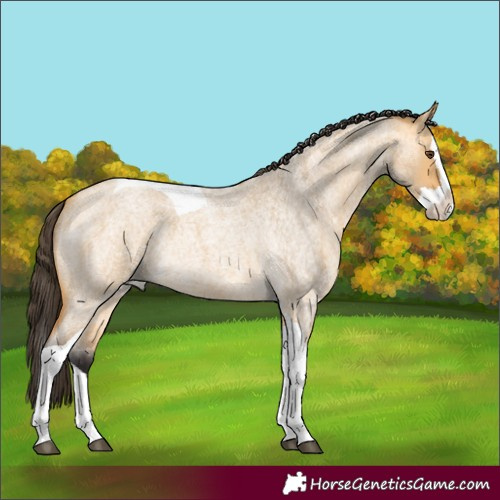 Horse Color:Buckskin Roan Dun Splash Tobiano Rabicano 