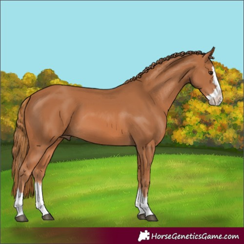 Horse Color:Chestnut Splash 
