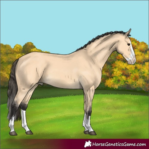 Horse Color:Buckskin Splash