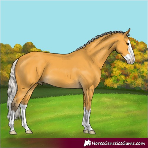 Horse Color:Silver Buckskin Splash 