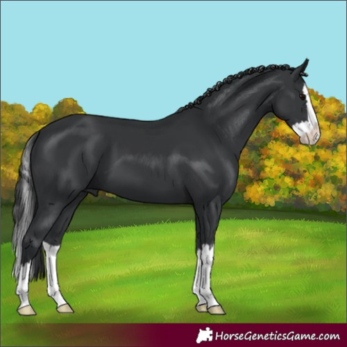 Horse Color:Black Splash 