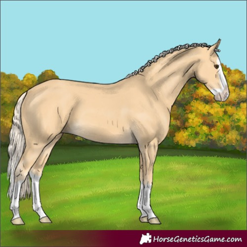 Horse Color:Palomino Splash 