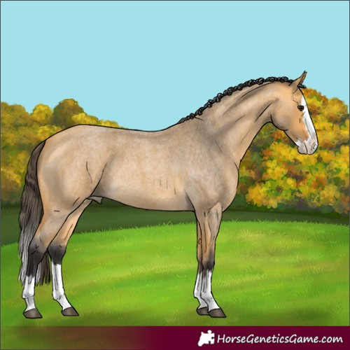 Horse Color:Buckskin Roan Splash Rabicano 