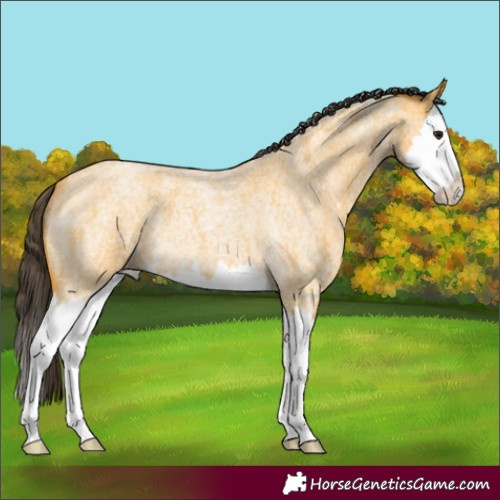 Horse Color:Buckskin Roan Splash