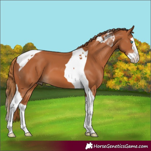 Horse Color:Chestnut Splash Tobiano