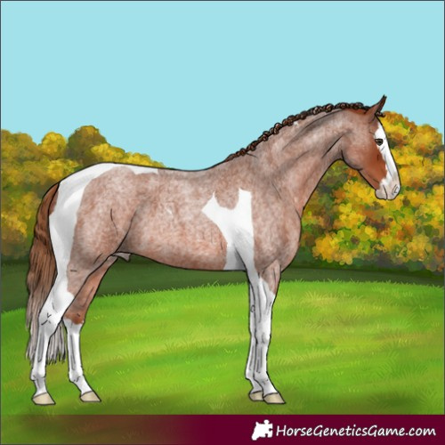 Horse Color:Red Roan Splash Tobiano