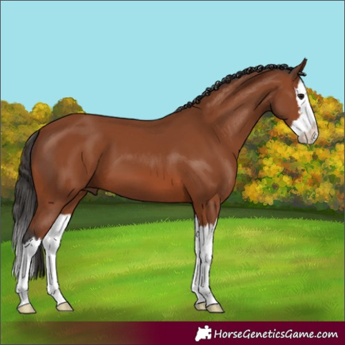 Horse Color:Bay Splash