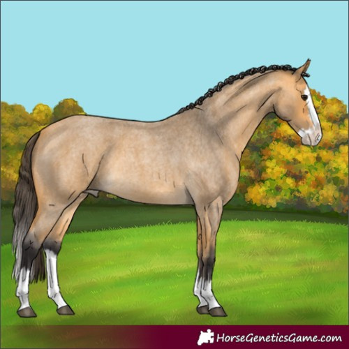 Horse Color:Buckskin Roan Splash Rabicano 