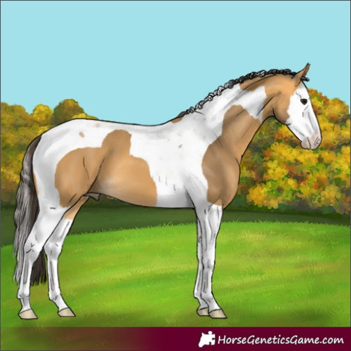 Horse Color:Buckskin Splash Tobiano