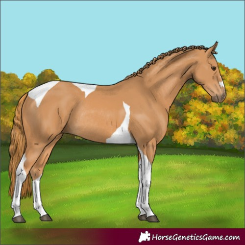 Horse Color:Chestnut Tobiano Rabicano 