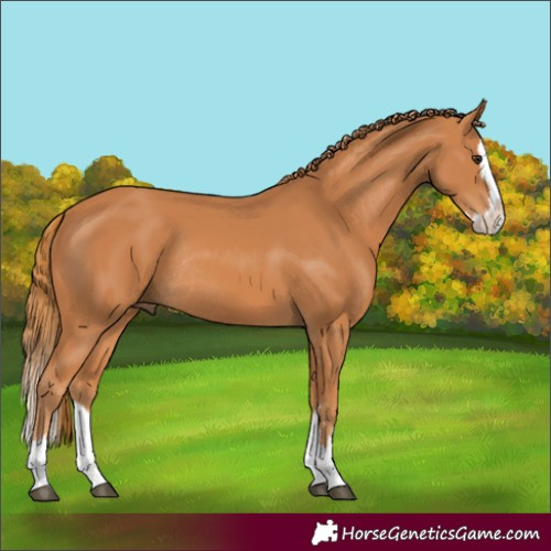 Horse Color:Chestnut Splash Rabicano