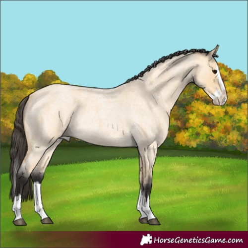 Horse Color:Buckskin Roan Splash Rabicano 