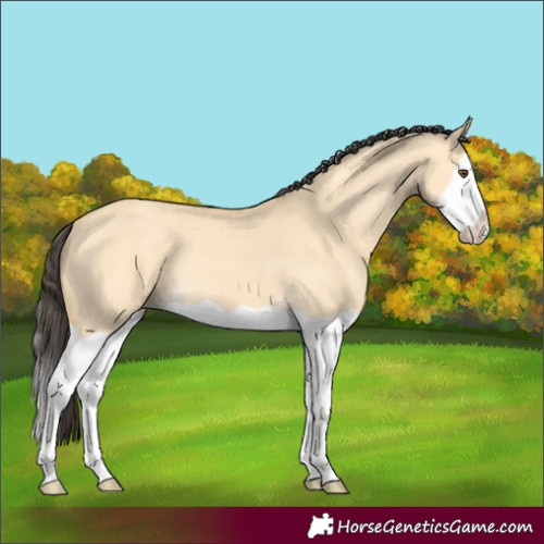 Horse Color:Buckskin Dun Splash Rabicano 