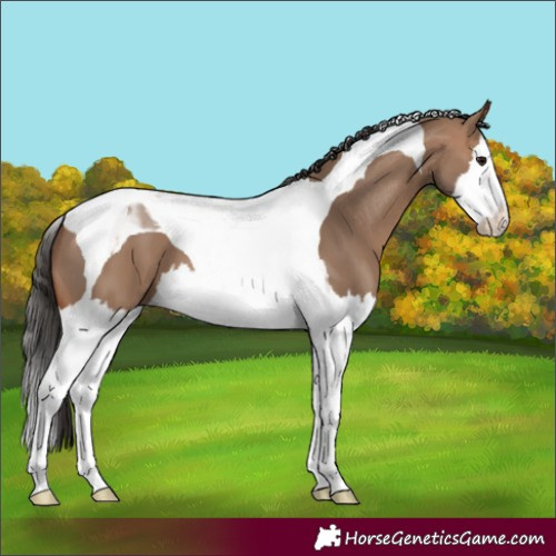 Horse Color:Brown Dun Splash Tobiano