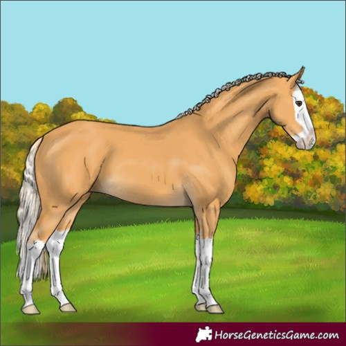 Horse Color:Palomino Splash 