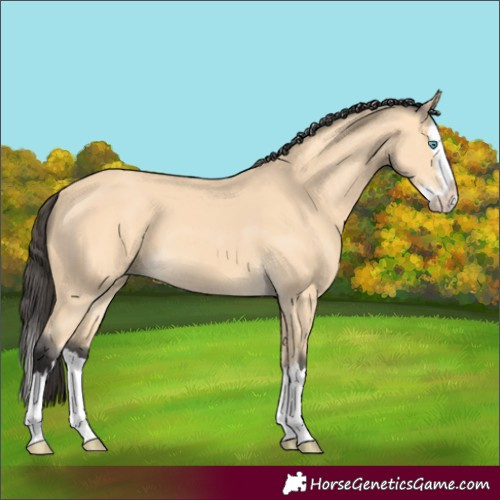 Horse Color:Buckskin Splash 