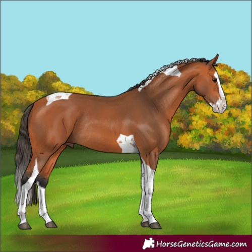 Horse Color:Bay Splash Tobiano Rabicano 