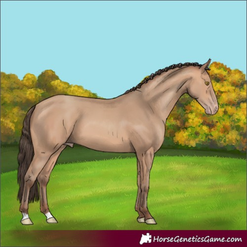 Horse Color:Amber Champagne