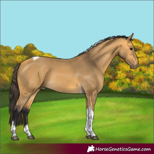 Horse Color:Buckskin Tobiano 